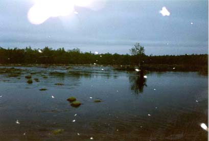 Alemman kosken niska