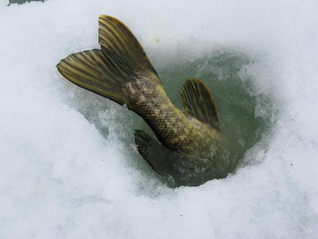 IMG_0151.jpg - Päästettiin sitten takaisin, mutta taisi jäädä hinku jäänpäälliseen elämään, kun takertuu kiinni viimeiseen asti.