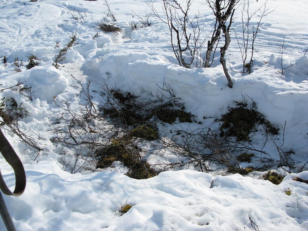 IMG_0198.jpg - Erityisesti Timo muisti mainita joka aamu, kuinka ergonomisesti oksat osuivatkaan hänen selkänsä muotoihin. Toimivia nukkuma-asentoja oli kuulemma kaksi, joista toinen muistutti jotakuinkin lentokoneen hätälaskuasentoa.